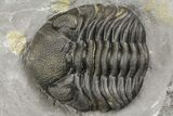 Eldredgeops Trilobite Fossil - New York #164428-2